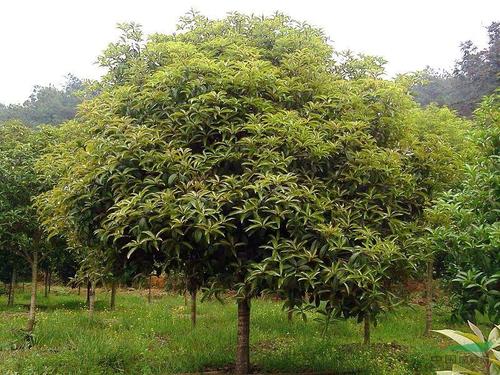 生肖猴2022年的桃花运 什么时候桃花最好